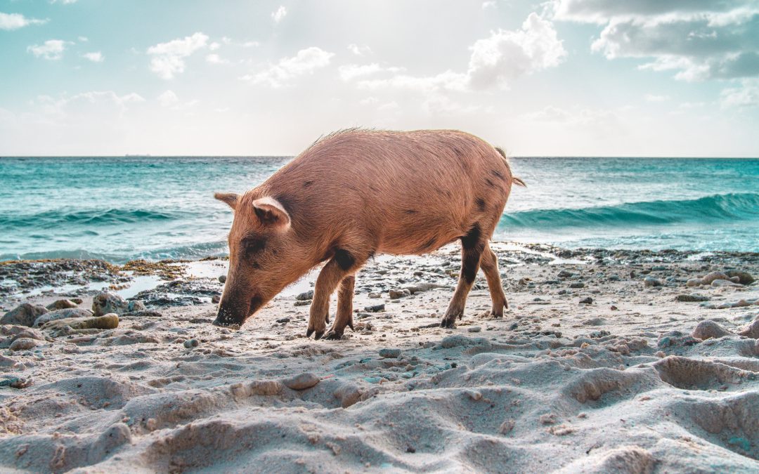 Wie überwinde ich meinen Schweinehund? – die Tipps meiner Lieblingsblogger!